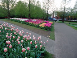Keukenhof (72)